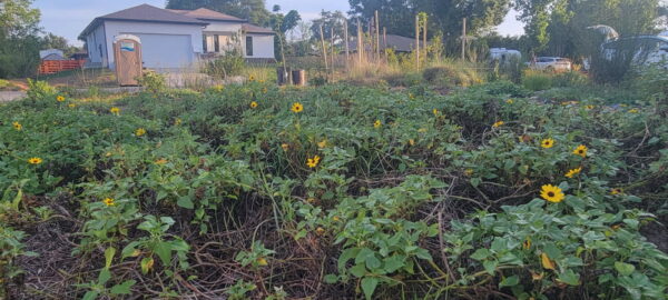 A yard full of yellow flowers, across the street from a house with a grass lawn and a port-a-potty in the front.