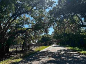 large leafy green trees form a canopy over a road stretching into the distance