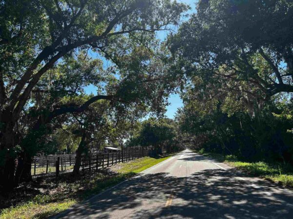large leafy green trees form a canopy over a road stretching into the distance