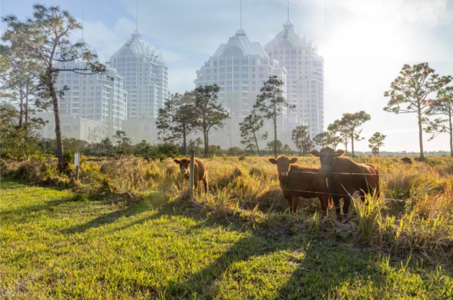Live Local Cow-Condos4