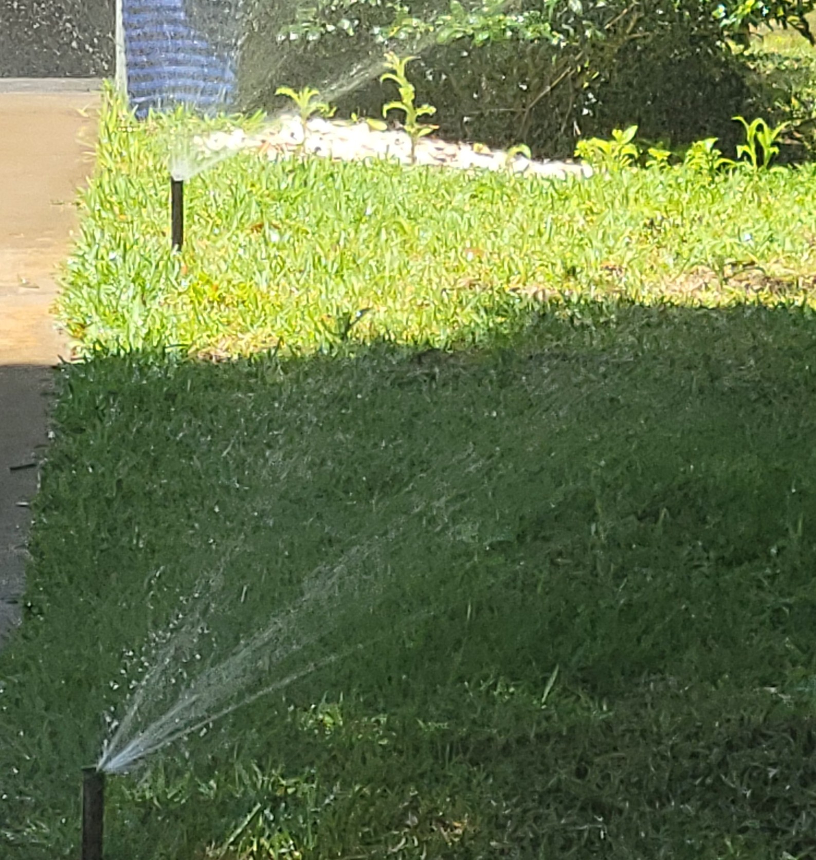Two sprinklers are seen watering a lawn during daylight.