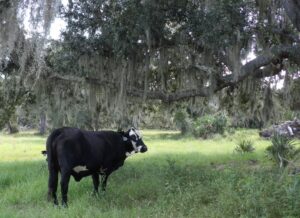 A cow stands under a tree