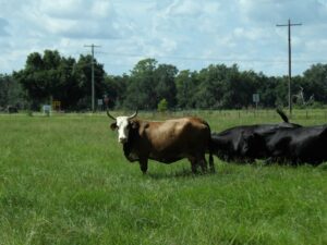 A cow in a field