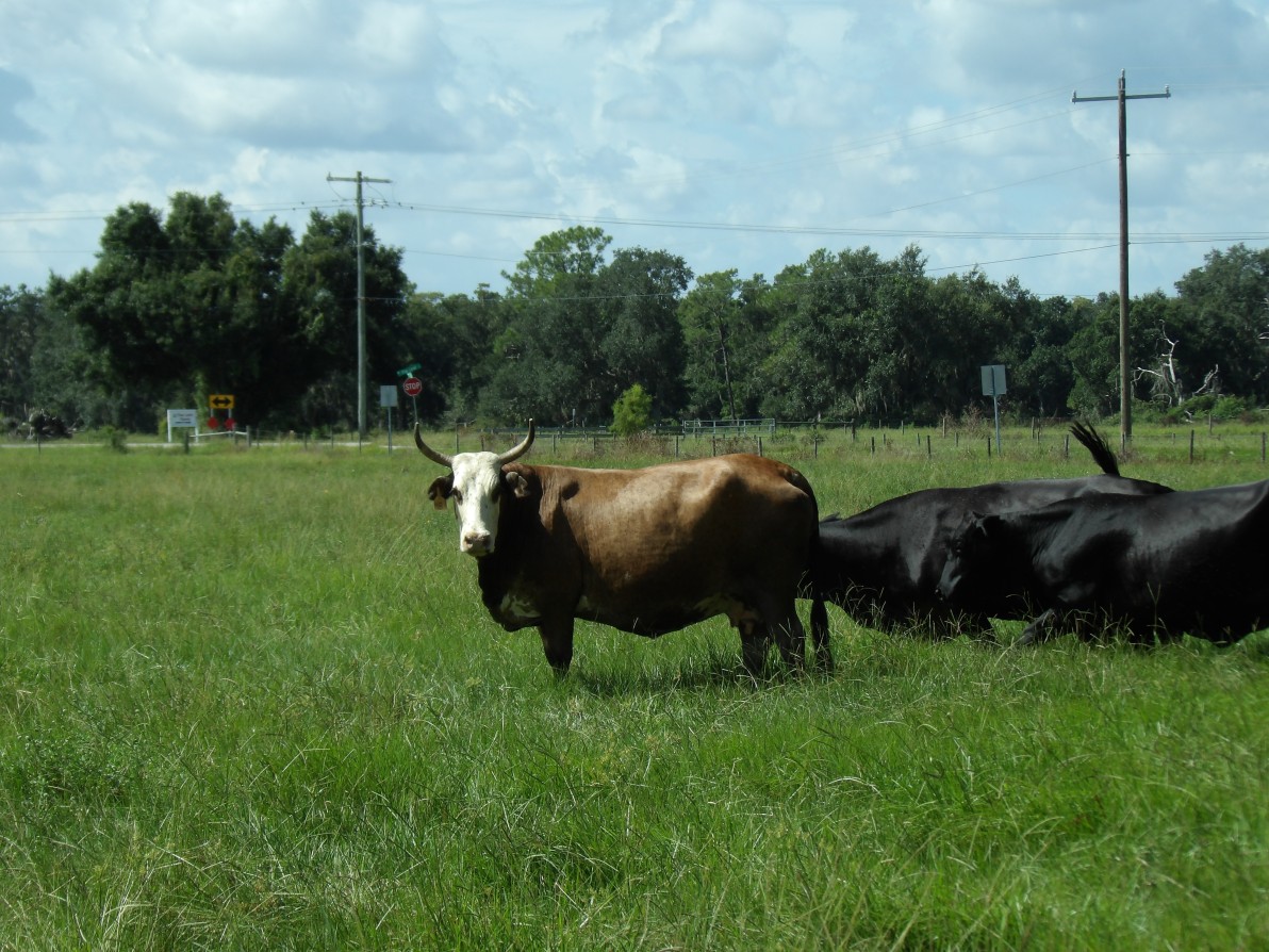 A cow in a field