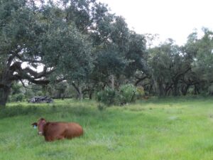 A cow sits in a field in a front of a tree and a pile of tree debris.