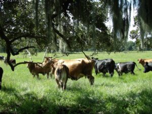 Several cows stand in a field
